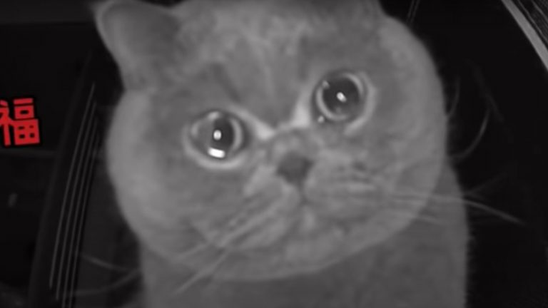 Gatito llora frente a cámara de seguridad porque su dueña está de vacaciones