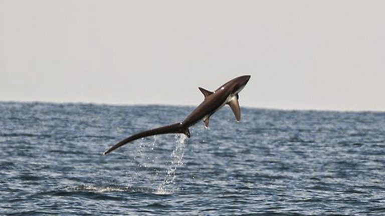 Logran captar de cerca a una poco común especie de tiburón zorro