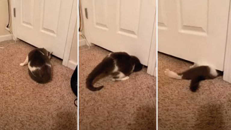 Gato pasa por debajo de una puerta cerrada ¡Aquí el video!
