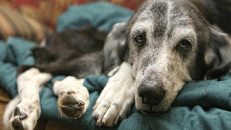 Síntomas de que tu perro esta intoxicado ¡Aquí te los décimos!