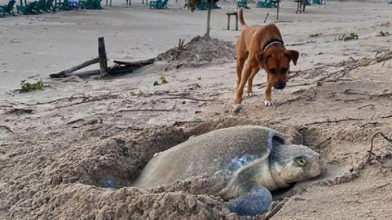 “Solovino” ¡El perro que ayuda a que las tortugas lleguen al mar!