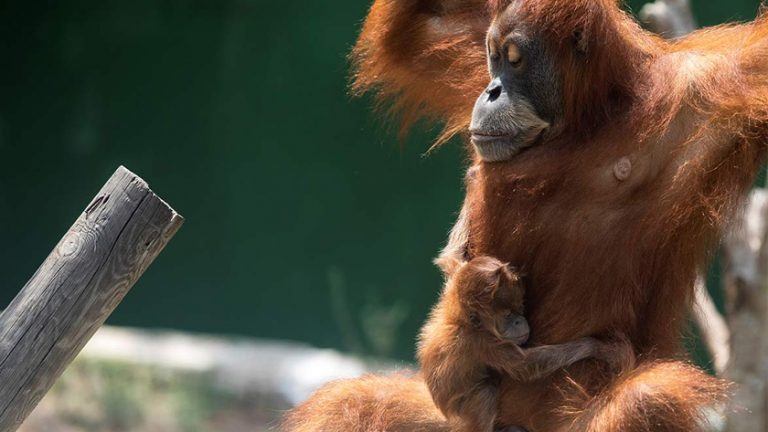 Orangután en peligro de extinción da luz a una cría después de 10 años