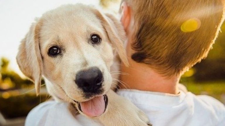 Hoy es día mundial del perro