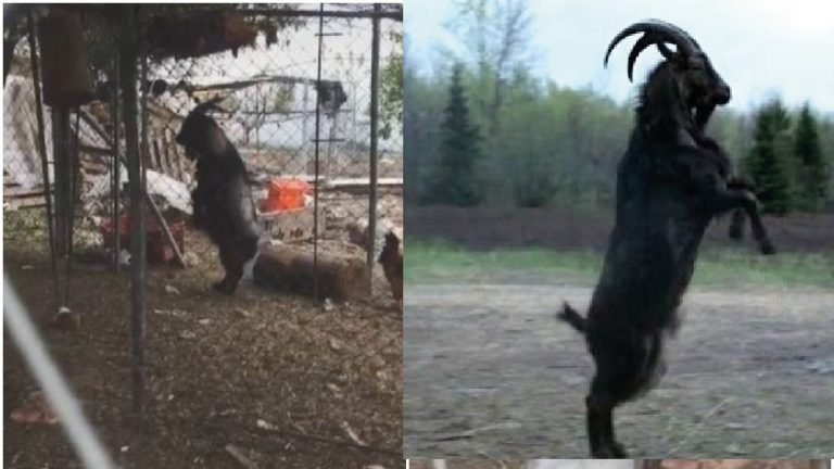 Una cabra camina en 2 patas, y la comparan con Black Phillip de The Witch ¡Video viral!