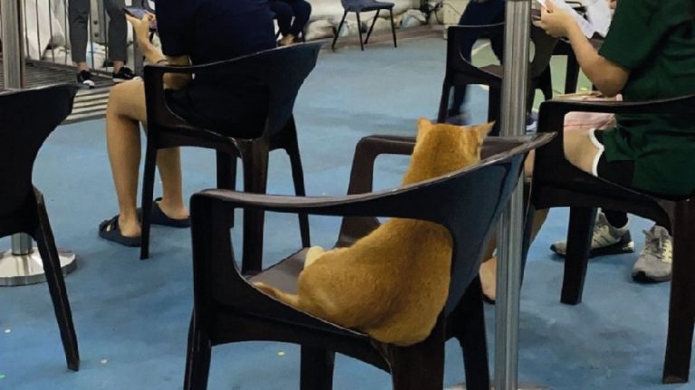Gato espera su turno para recibir su vacuna contra covid-19