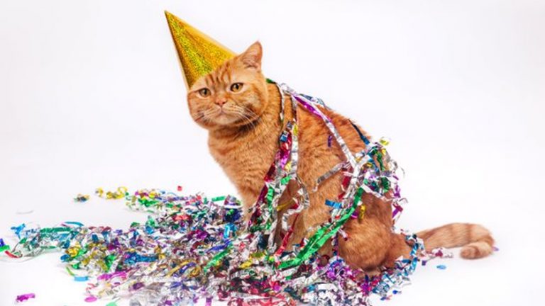 Gatito hace fiesta en pandemia y la policía llega