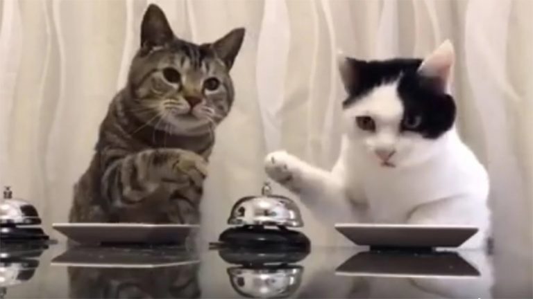 Descubre si tu gato te quiere  de verdad o si solo te quiere por comida