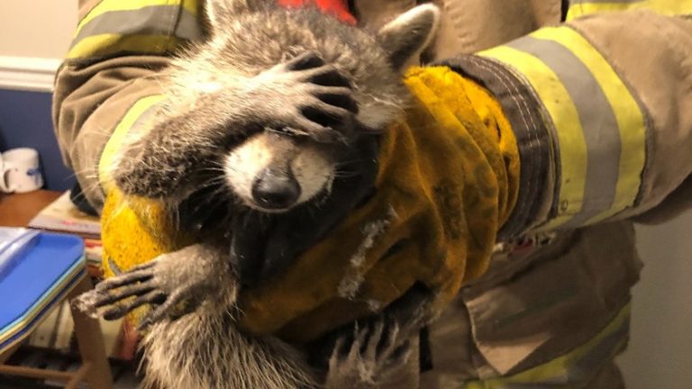 Mapache intenta robar comida y queda atrapado ¡bomberos lo rescatan!