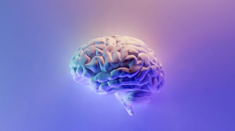 Hoy es el día mundial del cerebro: ¡Es el órgano más grasoso del cuerpo!