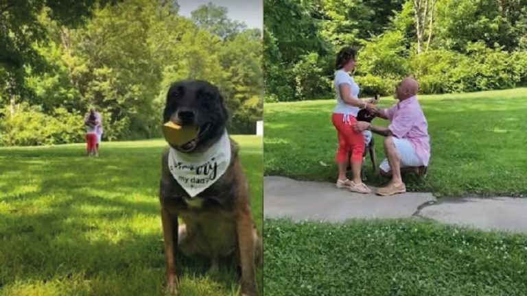 Perro ayuda a pedir matrimonio ¡Video viral!
