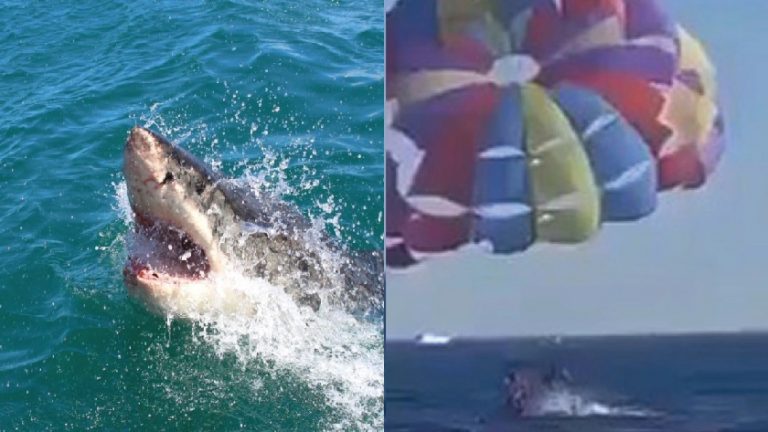 Hombre paracaidista es atacado por tiburón en el mar rojo ¡Aquí el video!