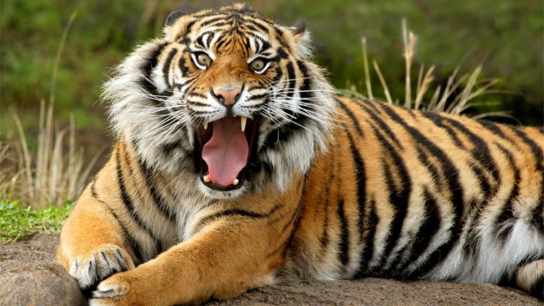 Hoy es el Día Internacional del Tigre ¿Sabes estos datos curiosos?