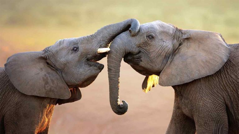 Hoy es el Día Mundial del Elefante
