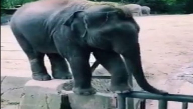 Elefante bebe trata de escaparse de zoológico ¡Video viral!