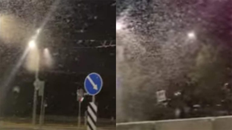 Enjambre de moscas se hace viral ¡Las confunden con nieve!