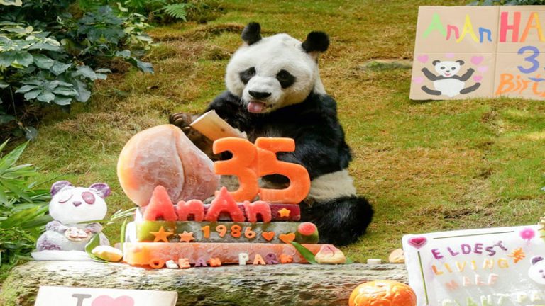 El panda más viejo del mundo cumplió 35 años