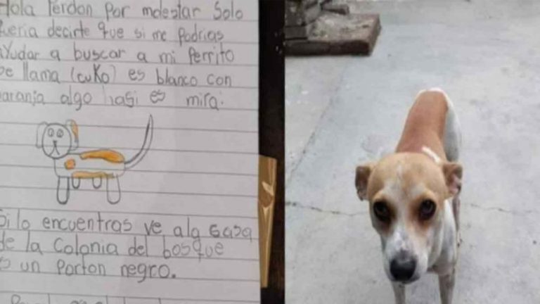Niña dibuja a su perrito extraviado y ofrece 50 pesos de recompensa