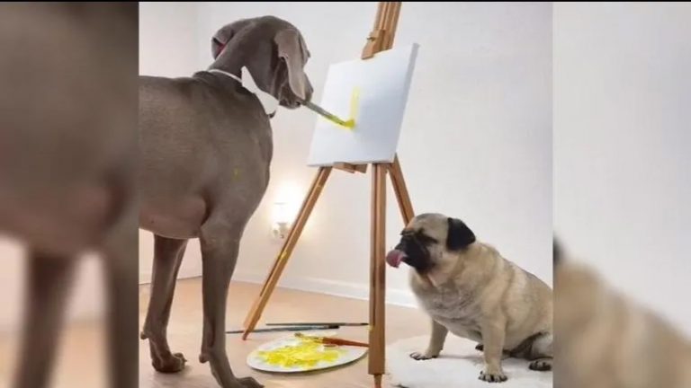 Perro hace un retrato de su amigo pug ¡Es todo un artista!