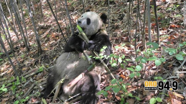 ¿El bambú pone gorditos a los pandas?