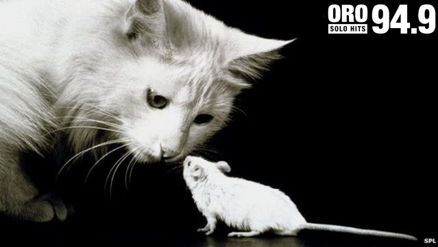 ¿Puedes creerlo? Mantienen amistad tierna una gata y un ratón